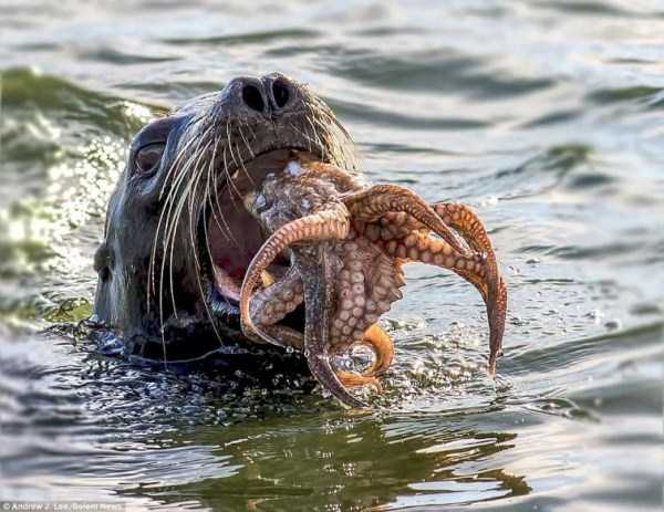 A Hungry Seal vs Octopus (10 photos)