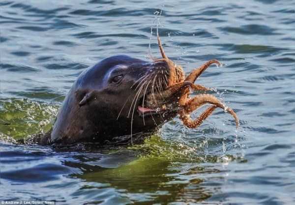 A Hungry Seal vs Octopus (10 photos)