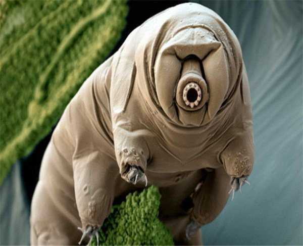 wtf weird pictures 34 You Just Cant Explain These WTF Photos (34 photos)