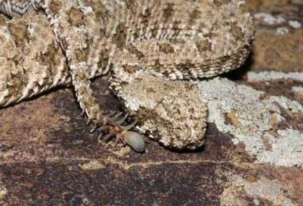 A Nightmarish Spider Tailed Snake (6 photos)