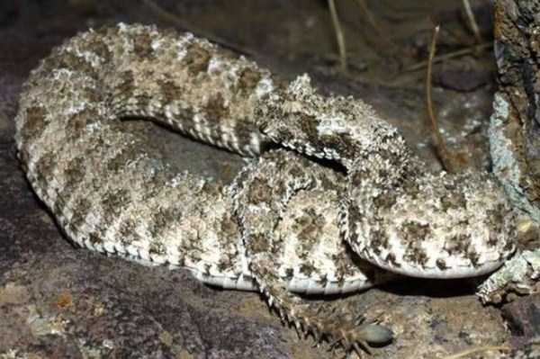 Pseudocerastes snake 2