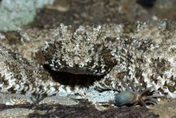 A Nightmarish Spider Tailed Snake (6 photos)