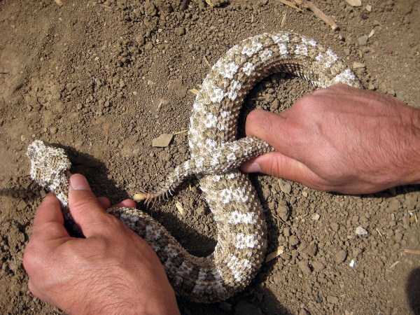 Pseudocerastes snake 6