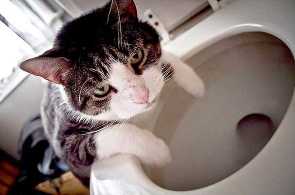 Animals After the Holidays (35 photos)
