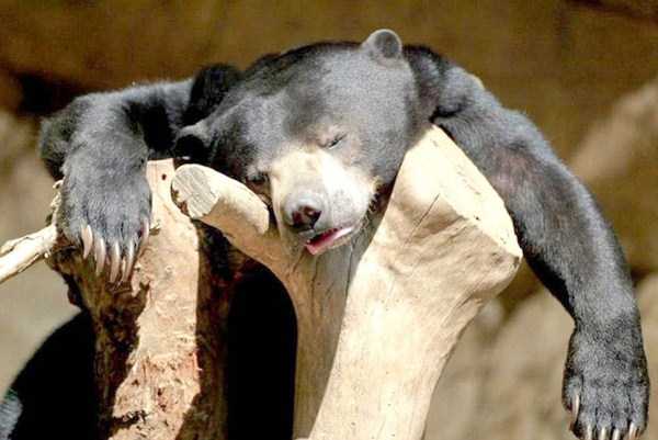 Animals After the Holidays (35 photos)