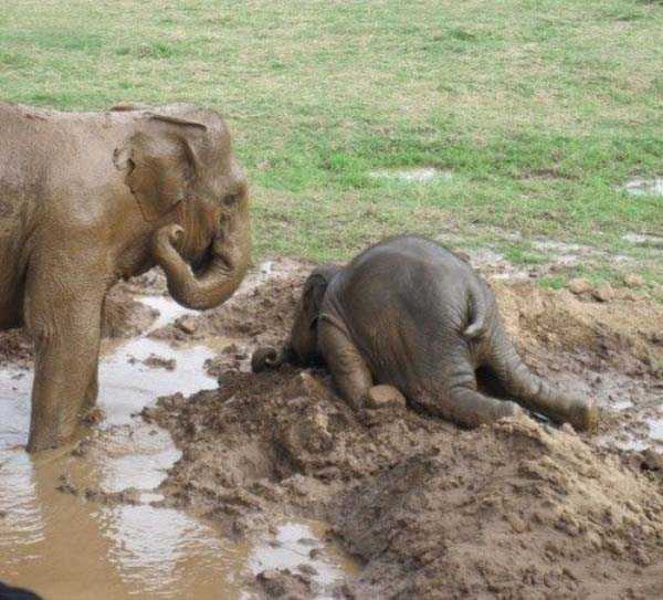 Animals After the Holidays (35 photos)