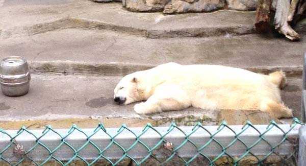 Animals After the Holidays (35 photos)
