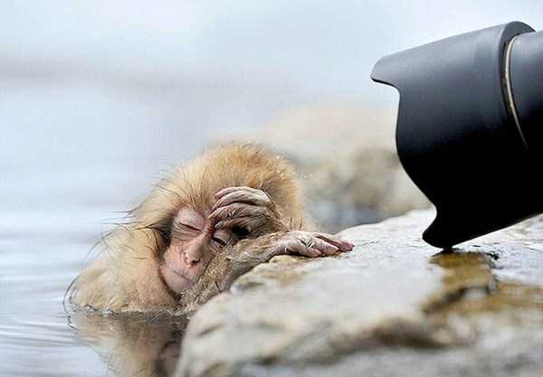 Animals After the Holidays (35 photos)