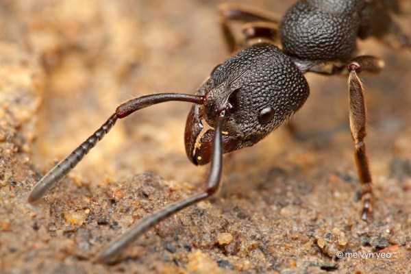 macro pictures of ants 10