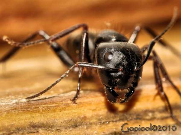 macro pictures of ants 11