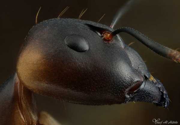 Extreme Close-Up Photographs of Ants (29 photos)