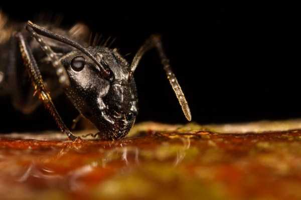Extreme Close Up Photographs of Ants (29 photos)