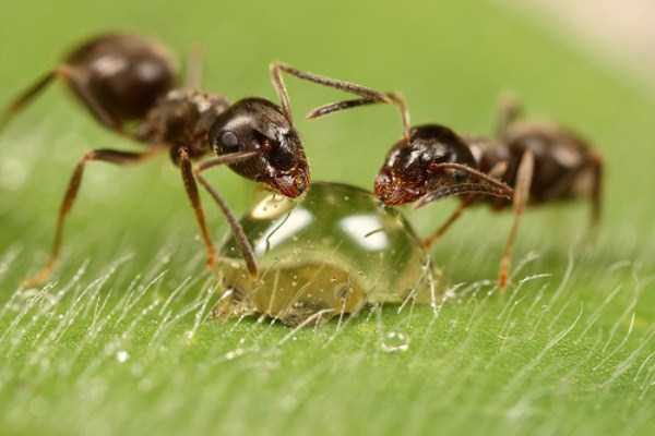 Extreme Close Up Photographs of Ants (29 photos)