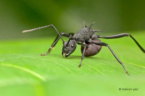 Extreme Close Up Photographs of Ants (29 photos)