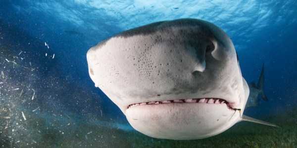 Scary Tiger Shark Jaws (7 photos)