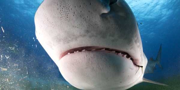 Scary Tiger Shark Jaws (7 photos)