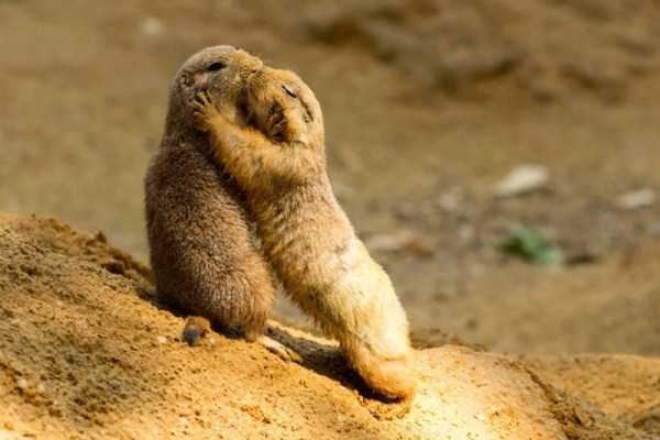 animal couples in love 5