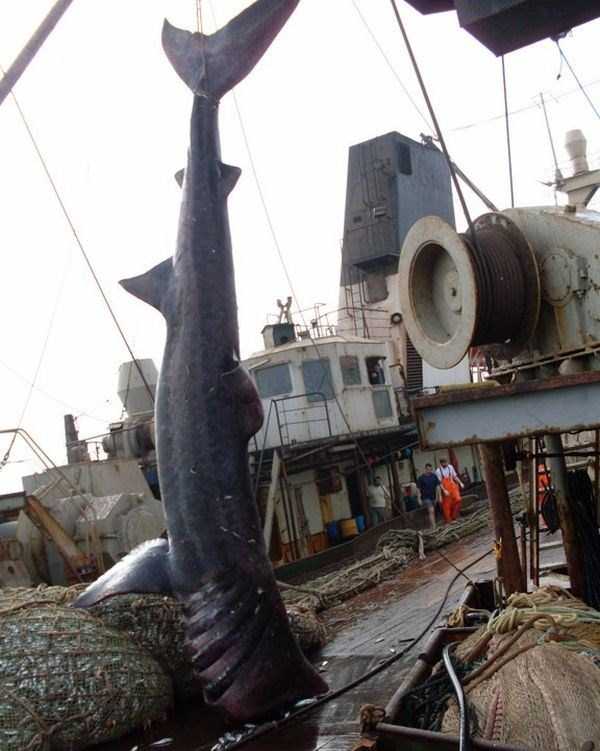 Unexpected Catch in Fishermens Net (8 photos)