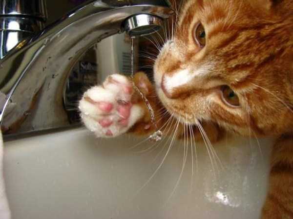 cats that love water 12