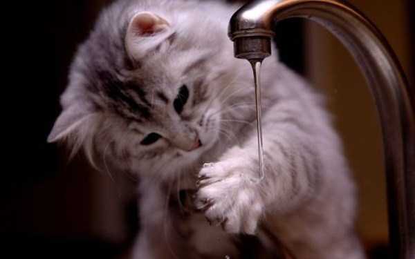 cats that love water 17