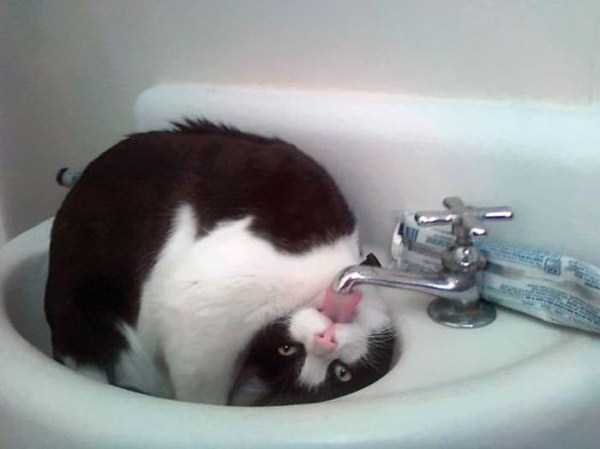 cats that love water 19