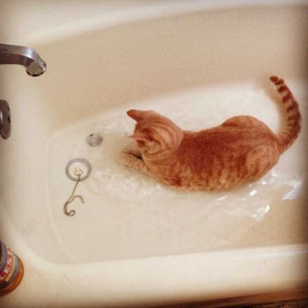 Some Cats Actually Enjoy the Water (33 photos)