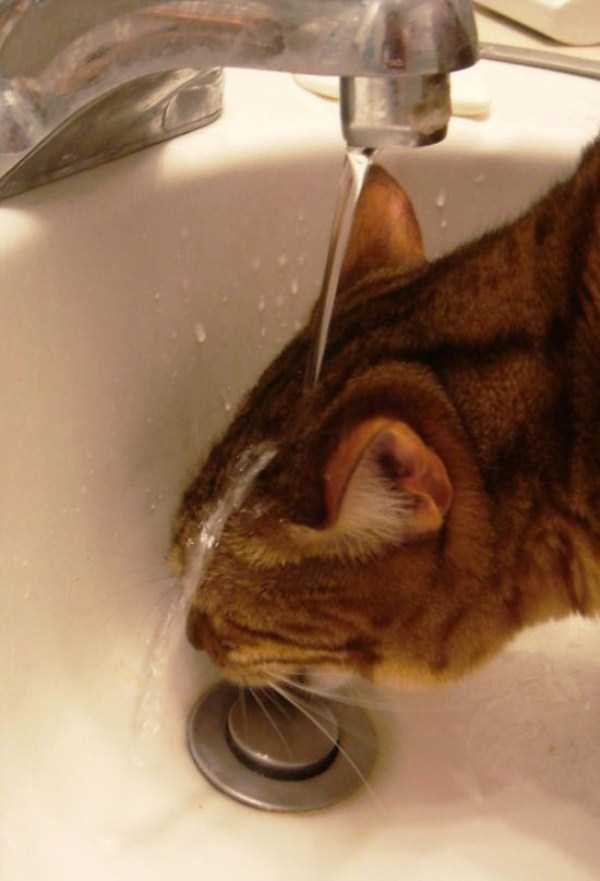 Some Cats Actually Enjoy the Water (33 photos)