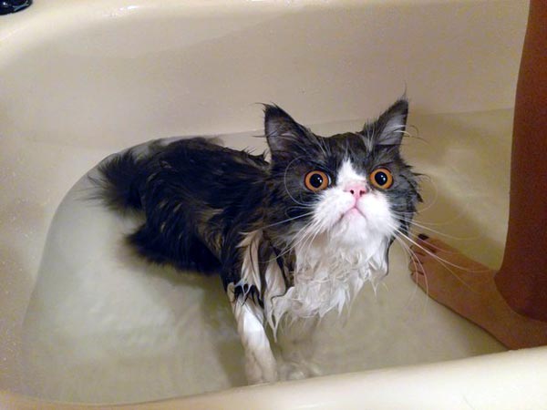 Some Cats Actually Enjoy the Water (33 photos)