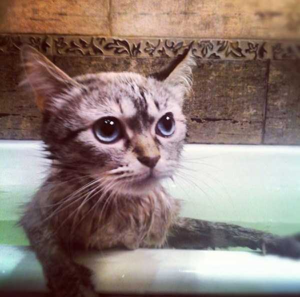 Some Cats Actually Enjoy the Water (33 photos)