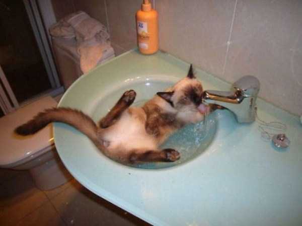 cats that love water 5