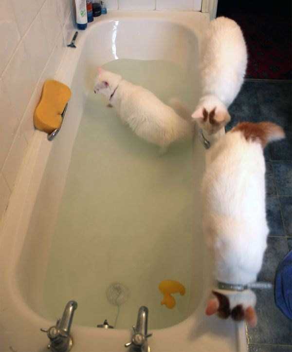 Some Cats Actually Enjoy the Water (33 photos)