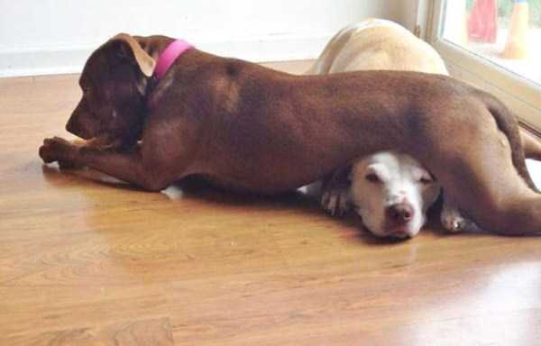 Dogs Being Total Jerks (43 photos)