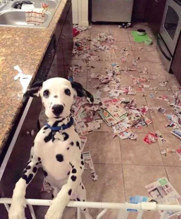 Dogs Being Total Jerks (43 photos)