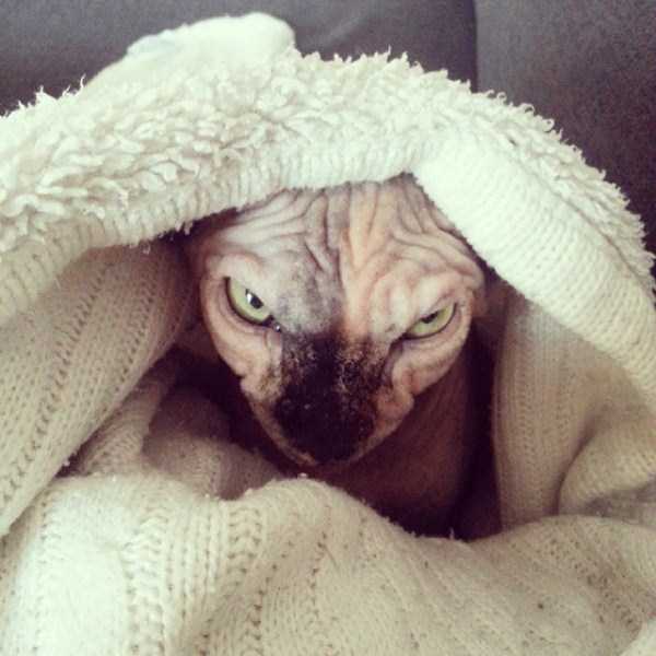 Evil Looking Cats Who Secretly Want You Dead (35 photos)