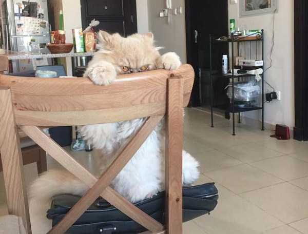 Evil Looking Cats Who Secretly Want You Dead (35 photos)