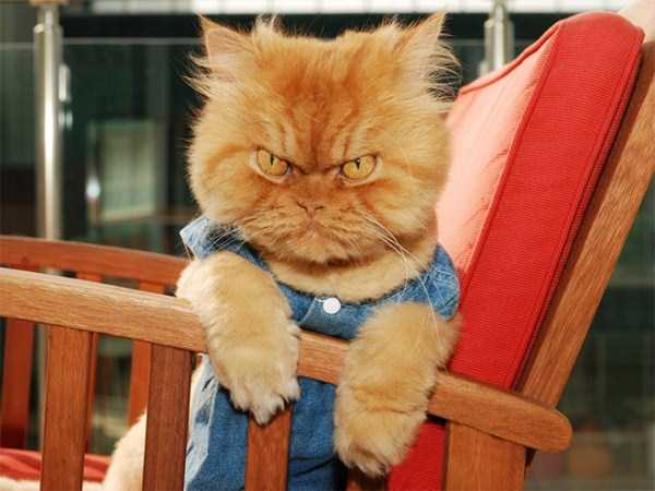 Evil Looking Cats Who Secretly Want You Dead (35 photos)