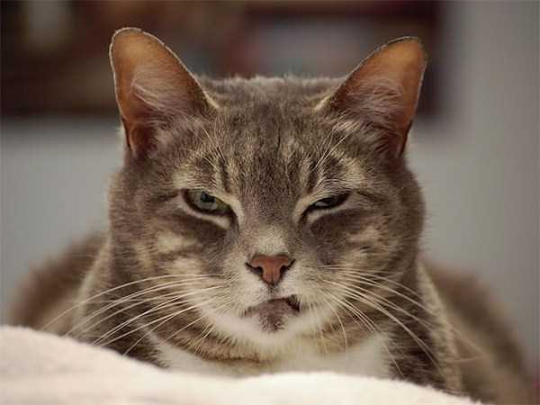 Evil Looking Cats Who Secretly Want You Dead (35 photos)