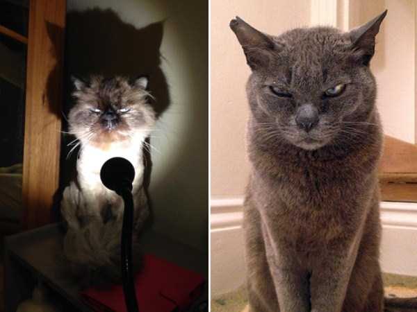 Evil Looking Cats Who Secretly Want You Dead (35 photos)