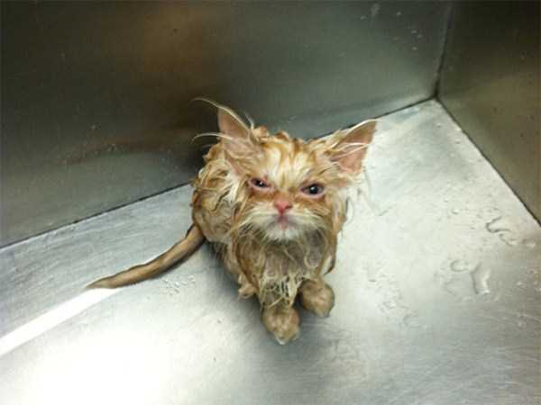 Evil Looking Cats Who Secretly Want You Dead (35 photos)