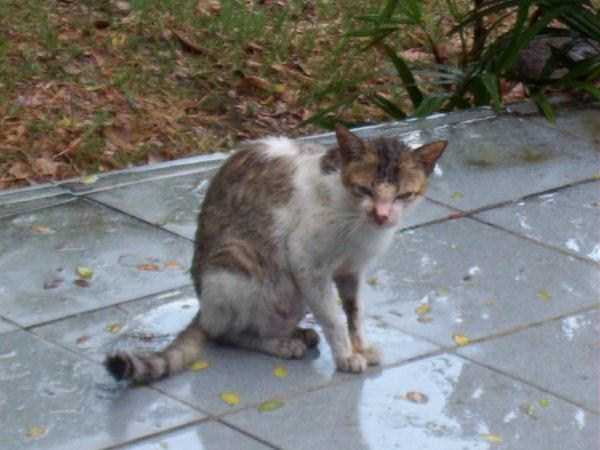 Evil Looking Cats Who Secretly Want You Dead (35 photos)