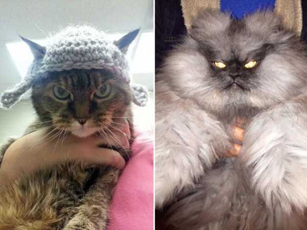Evil Looking Cats Who Secretly Want You Dead (35 photos)
