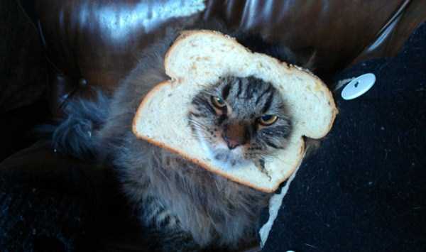 Evil Looking Cats Who Secretly Want You Dead (35 photos)