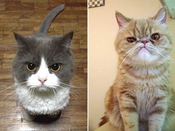 Evil Looking Cats Who Secretly Want You Dead (35 photos)