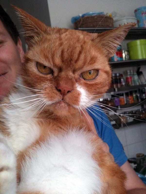 Evil Looking Cats Who Secretly Want You Dead (35 photos)