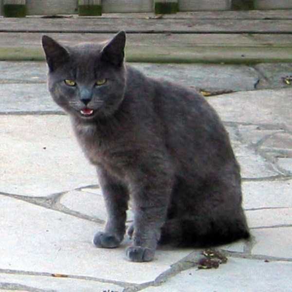 Evil Looking Cats Who Secretly Want You Dead (35 photos)