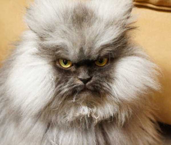 Evil Looking Cats Who Secretly Want You Dead (35 photos)