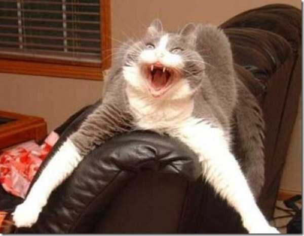 Evil Looking Cats Who Secretly Want You Dead (35 photos)