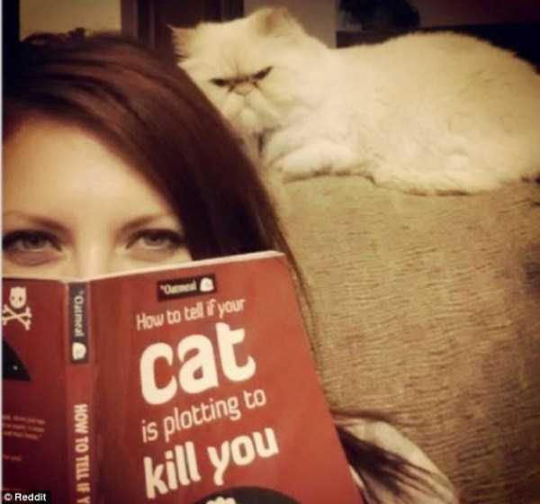 Evil Looking Cats Who Secretly Want You Dead (35 photos)