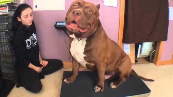 hulk is the biggest pitbull in the world 1