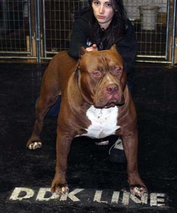 A Pit Bull of Gigantic Proportions (23 photos)